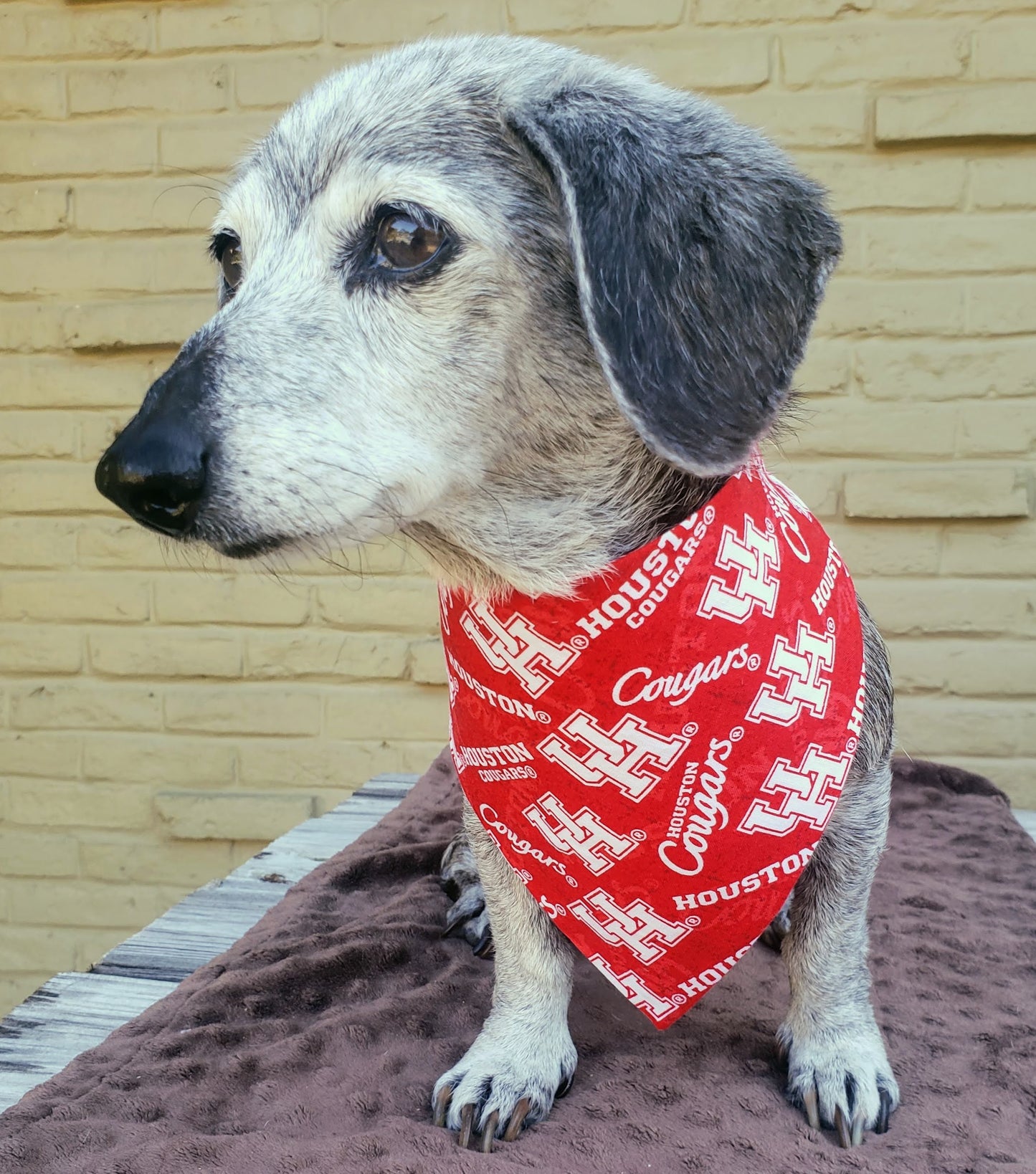 University of Houston Cougars Clip on Dog Bandana With Buckle Pet Cat Bandanna Scarf ncaa Handmade to Order