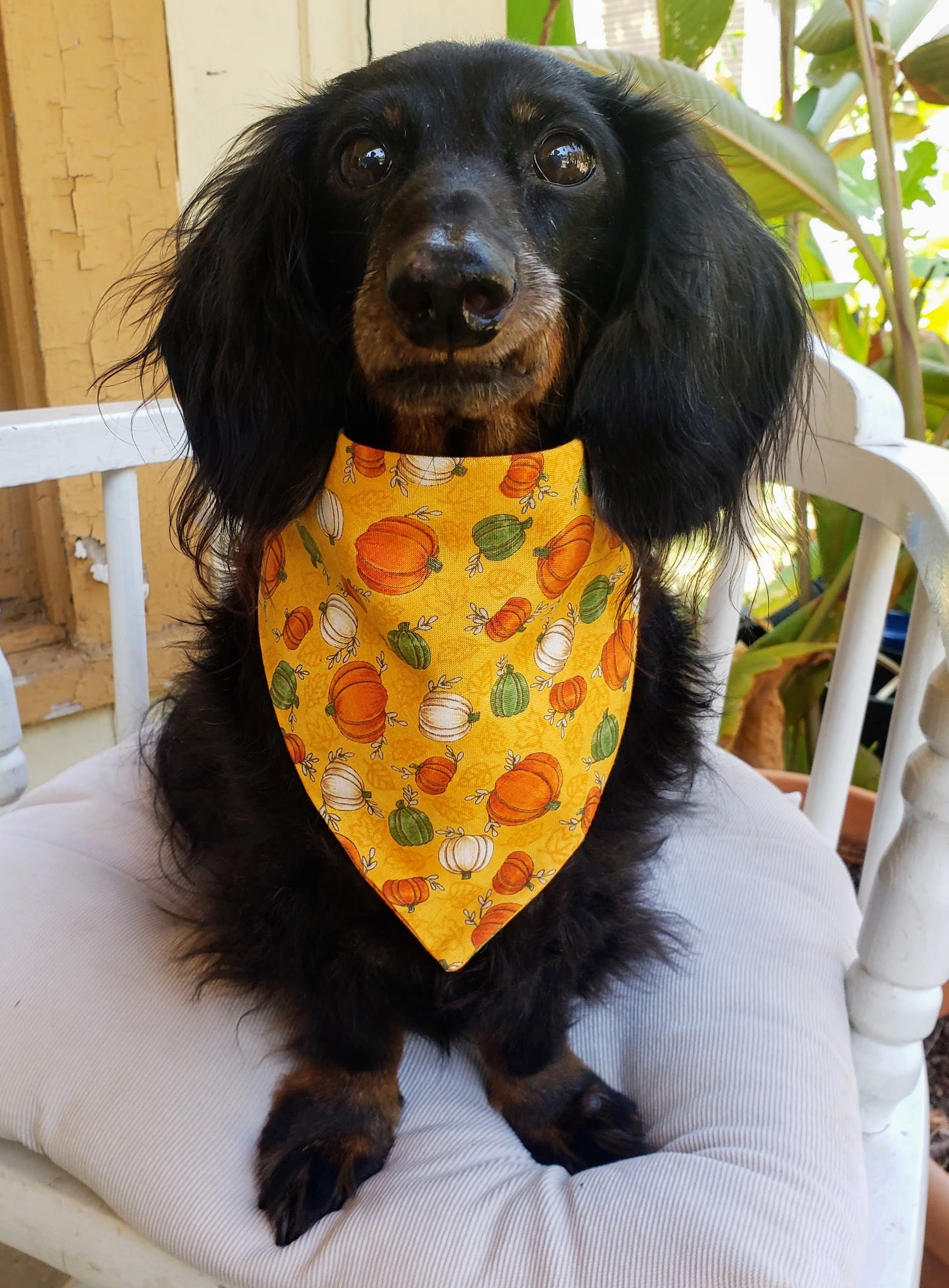 Orange Pumpkins Fall Autumn Harvest Clip on Dog Bandana With Buckle Pet Cat Bandanna Handmade to Order