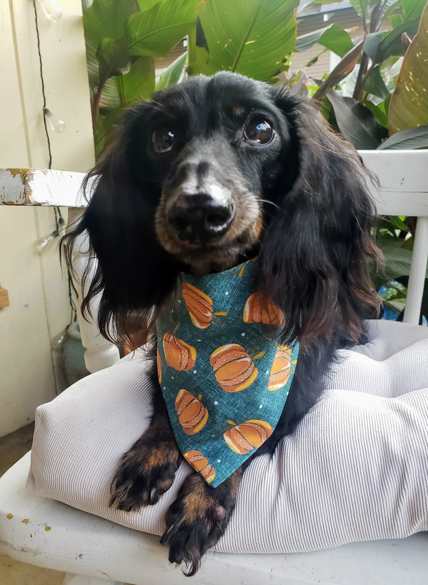 Pumpkins Teal & Orange Fall Autumn Harvest Clip on Dog Bandana With Buckle Pet Cat Bandanna Handmade to Order