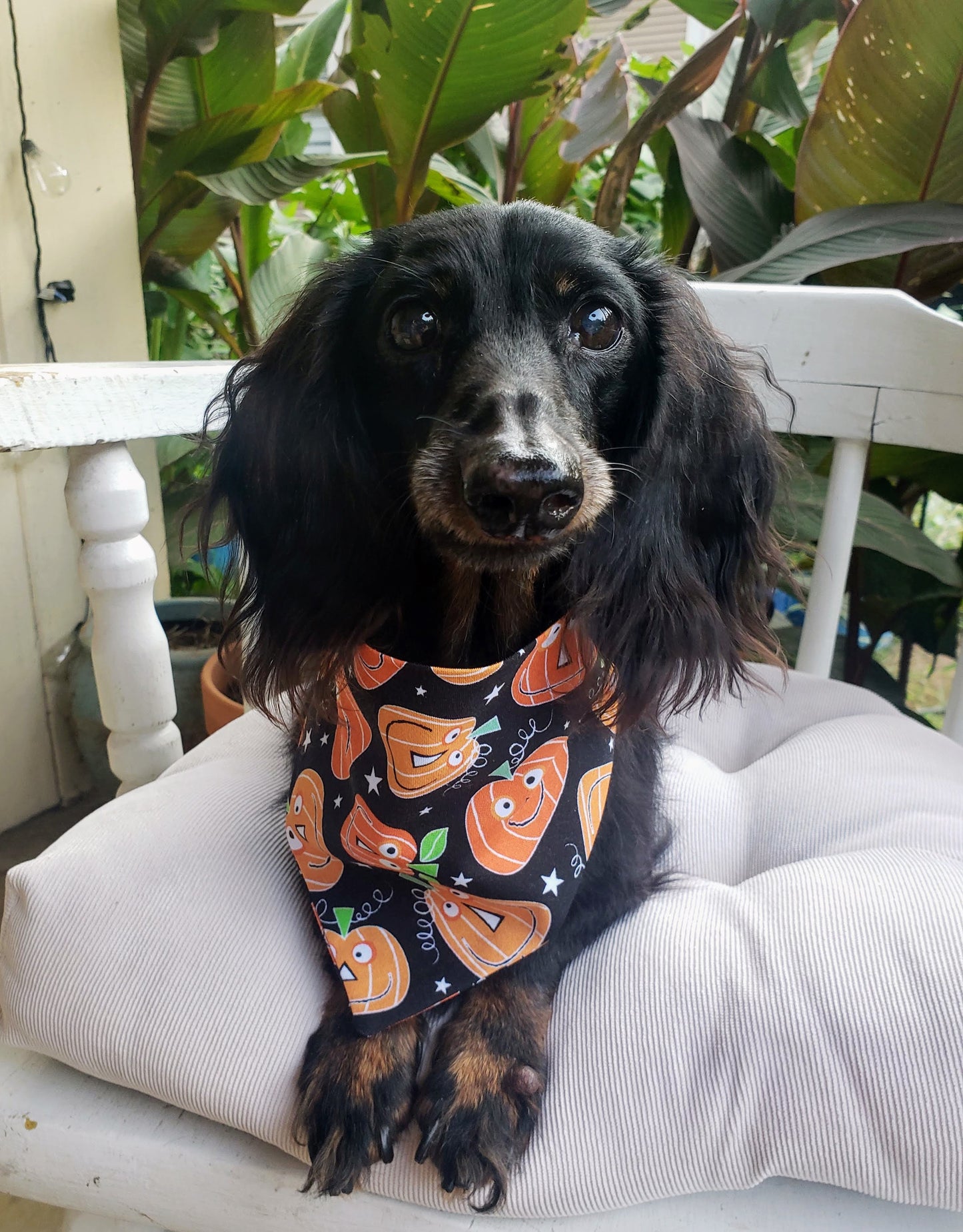 Silly Pumpkins Fall Thanksgiving Autumn Clip on Dog Bandana With Buckle Pet Cat Bandanna Handmade to Order