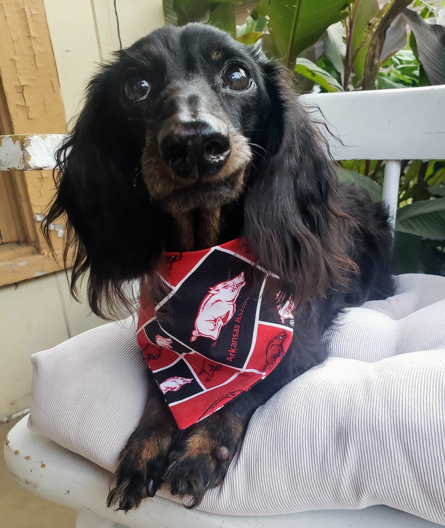 University of Arkansas Razorbacks Clip on Dog Bandana With Buckle Pet Cat Bandanna Scarf ncaa Handmade to Order