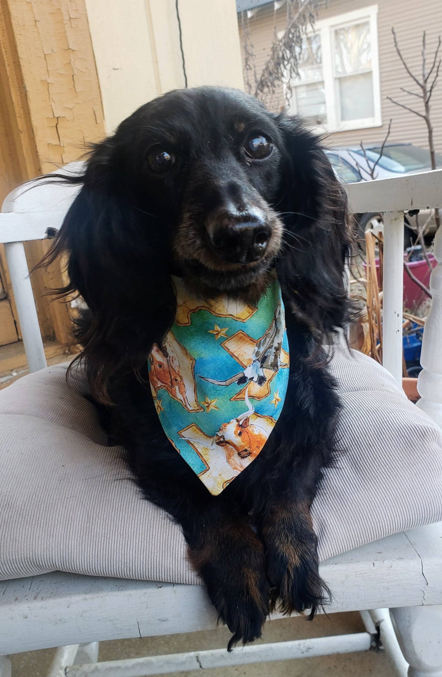Clip on Dog Bandana With Buckle Pet Cat Bandanna Texas Longorn Maps Texan State Pride Handmade to Order