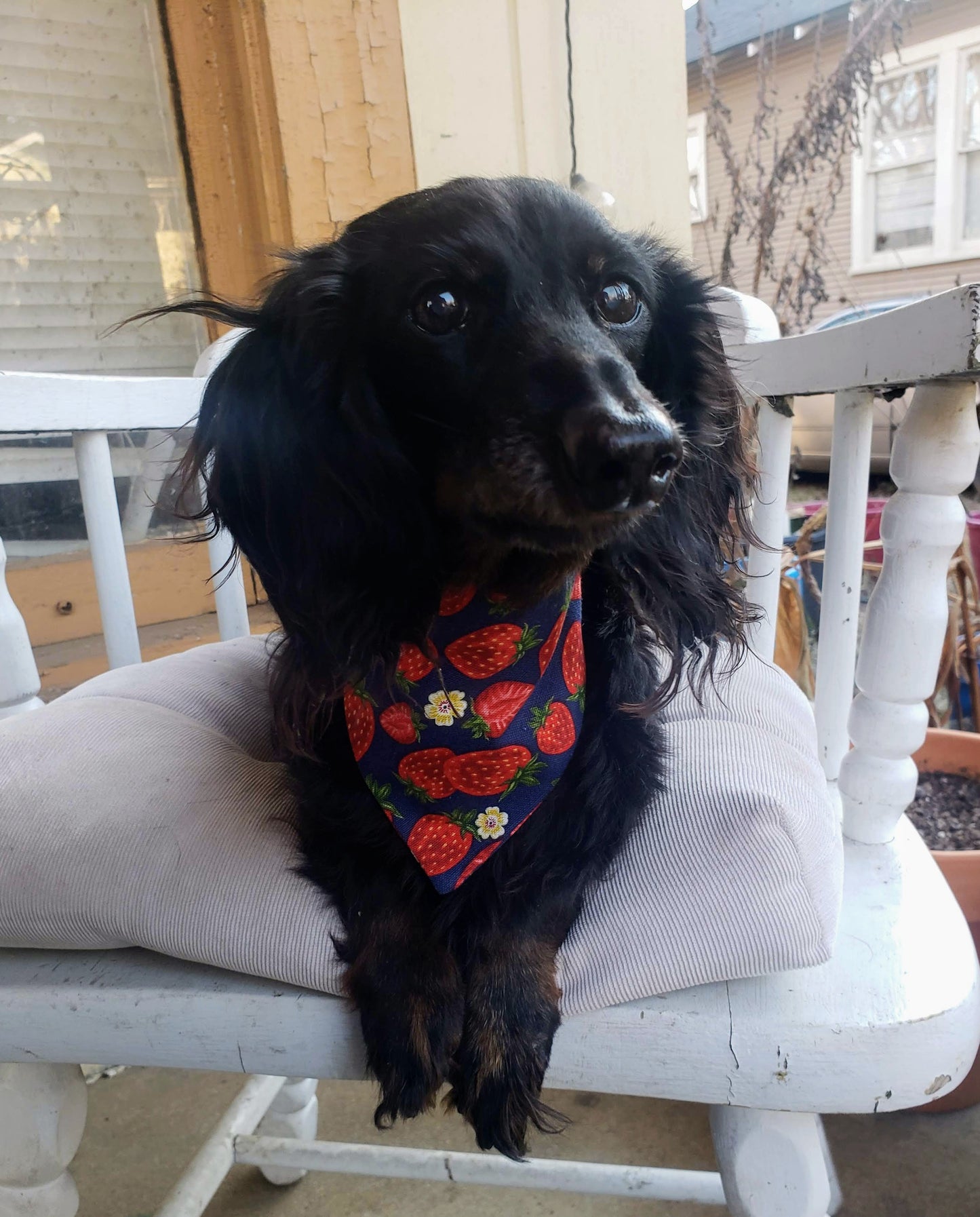 Clip on Dog Bandana With Buckle Pet Cat Bandanna Spring Strawberries on Blue Handmade to Order