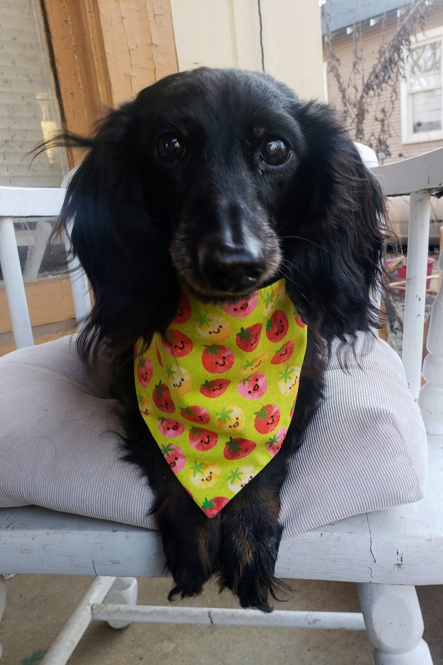 Clip on Dog Bandana With Buckle Pet Cat Bandanna Smiling Tomatoes Summer Fun Handmade to Order