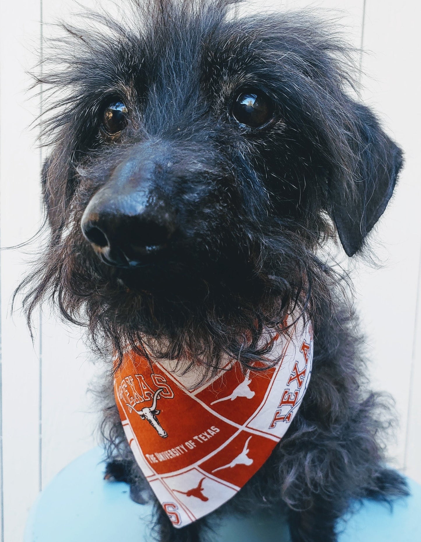 University of Texas UT Austin Longhorns Horns Clip on Dog Bandana With Buckle Pet Cat Bandanna Scarf ncaa Handmade to Order
