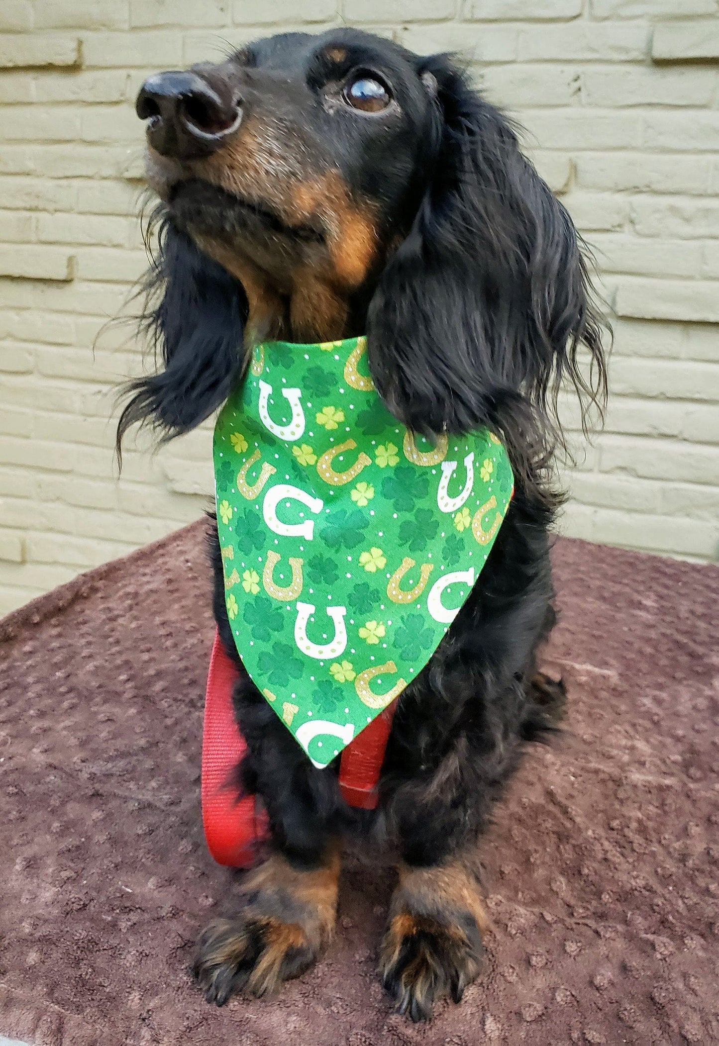 Horseshoes & Shamrocks St Patrick's Day Clip on Dog Bandana With Buckle Pet Cat Bandanna Handmade to Order