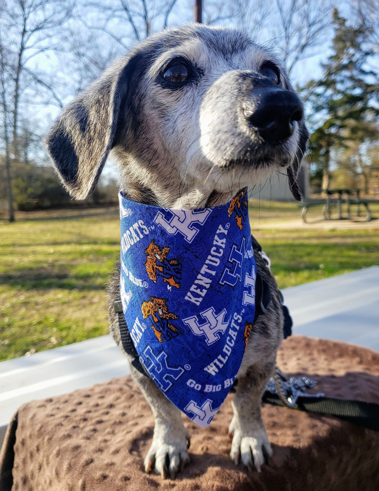 Clip on Dog Bandana With Buckle Pet Cat Bandanna Scarf University of KENTUCKY WILDCATS ncaa uk Handmade to Order