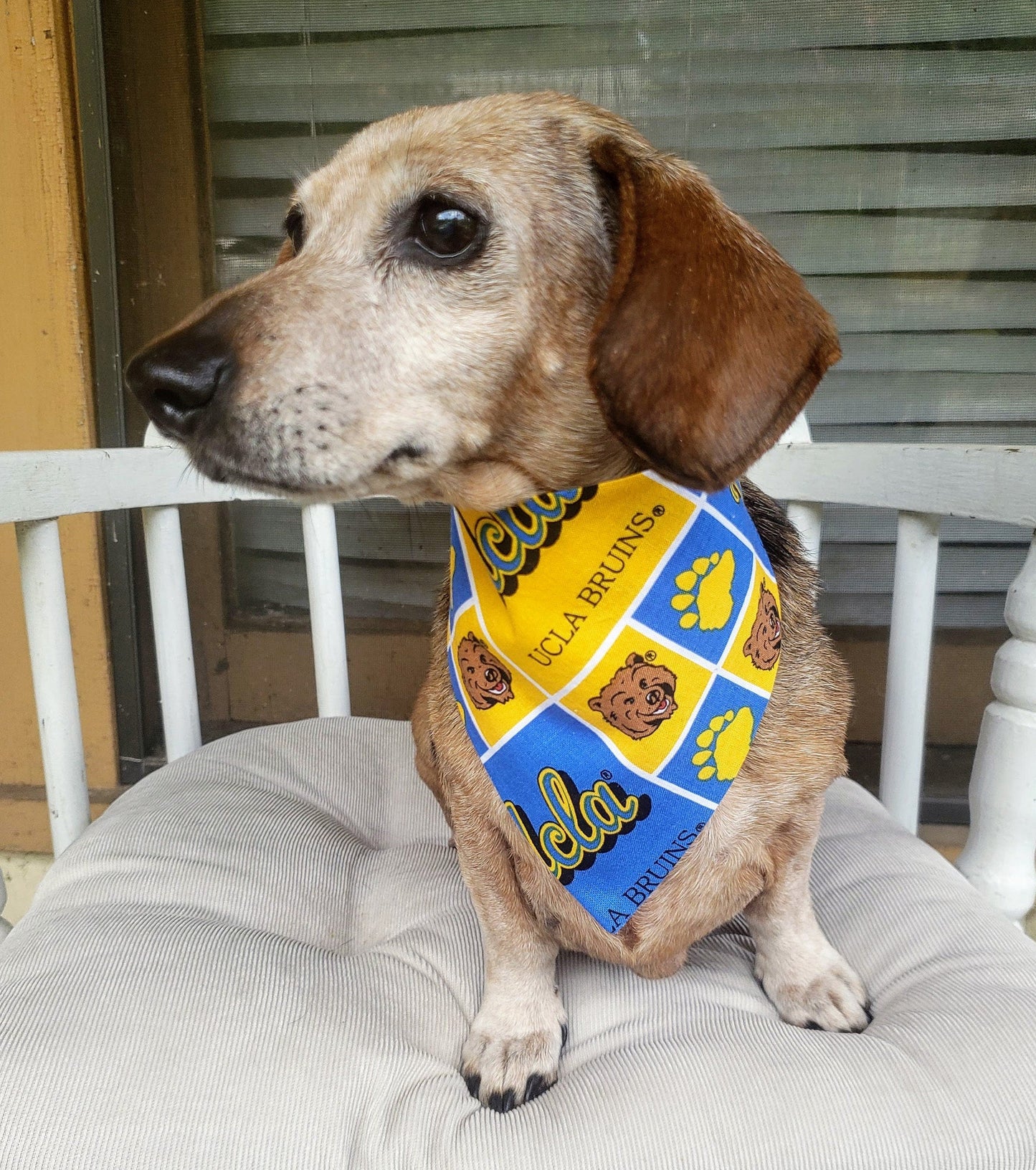 Clip on Dog Bandana With Buckle Pet Cat Bandanna Scarf University of California Los Angeles UCLA BRUINS ncaa Handmade to Order