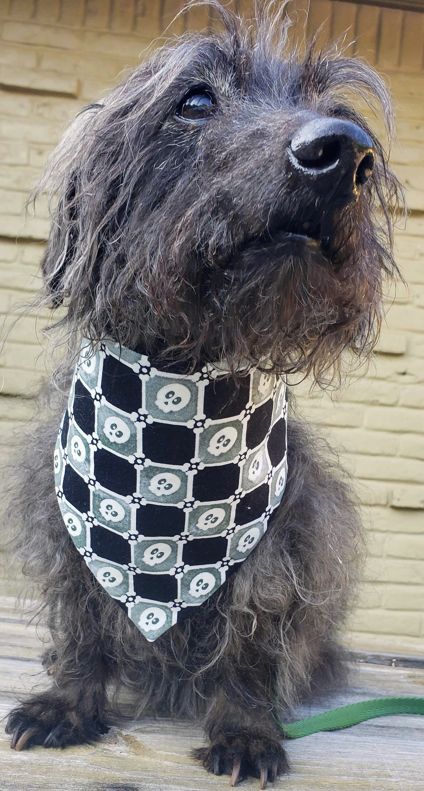 Skulls Halloween Check Fall Glow in the Dark Clip on Dog Bandana With Buckle Pet Cat Bandanna Handmade to Order