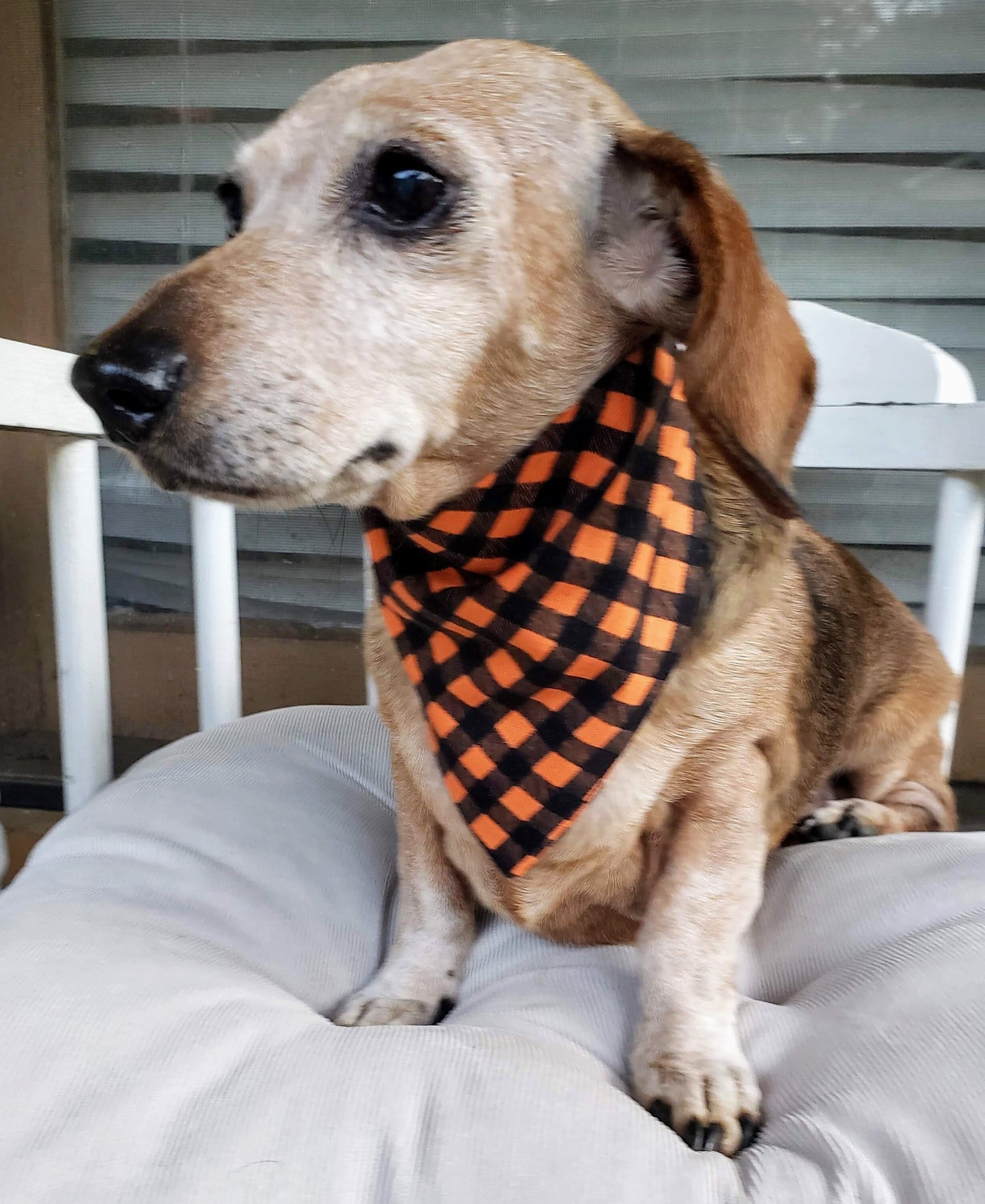 Clip on Dog Bandana With Buckle Pet Cat Bandanna Scarf Orange & Black Plaid Fall Autumn Halloween Thanksgiving Handmade to Order